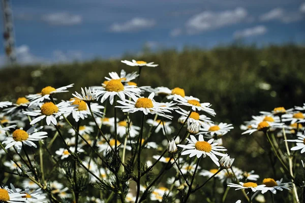 Flores de camomila brancas e amarelas — Fotografia de Stock