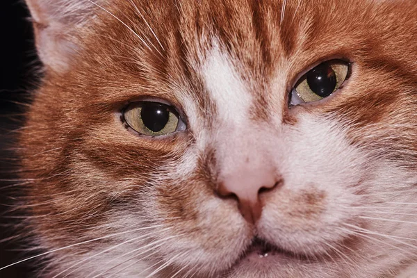 Wit-rood-haired binnenlandse kat — Stockfoto
