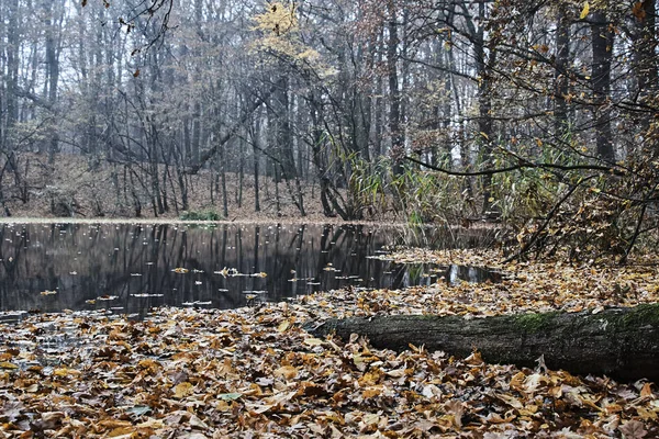 Paisagem de outono sobre um lago em uma floresta — Fotografia de Stock