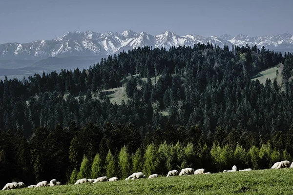 Rebanho de ovelhas em Pieniny montanhas — Fotografia de Stock