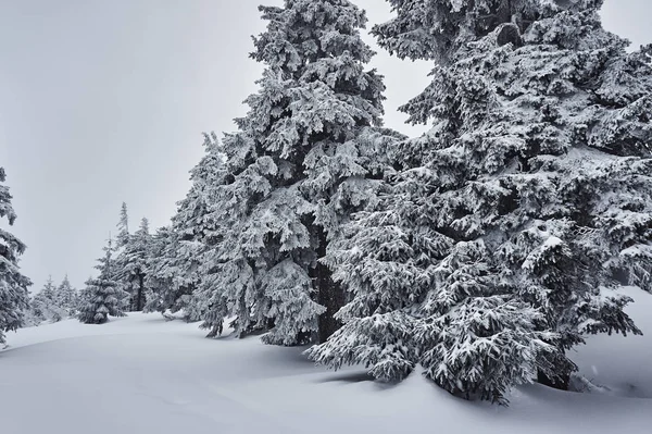 白雪覆盖的树木，在 Jizera 山 — 图库照片