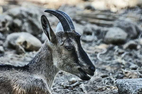 The head of a wild goat Kri-Kri — Stock Photo, Image
