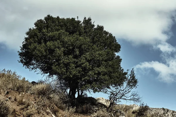 Un árbol creciendo en una ladera rocosa — Foto de Stock