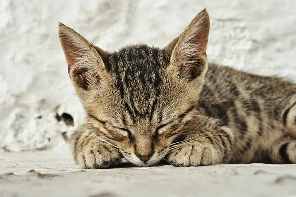 Griego gris gato — Foto de Stock