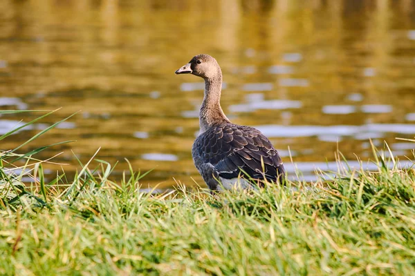 Wild Goose Lake Poland — Stock Photo, Image