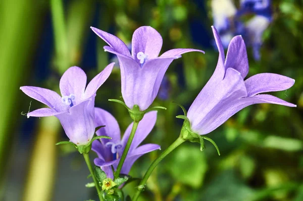 Ringtone paarse bloemen in gareden — Stockfoto