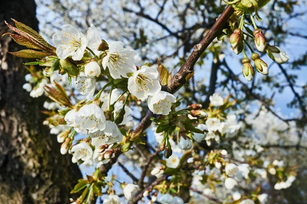 Bílé květy na stromech na jaře — Stock fotografie
