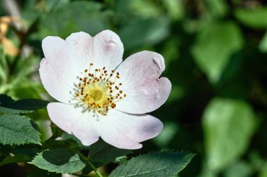 Baharda çiçek gül oluklu