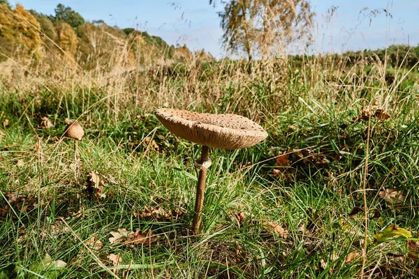 Съедобный грибной змей, растущий в траве — стоковое фото