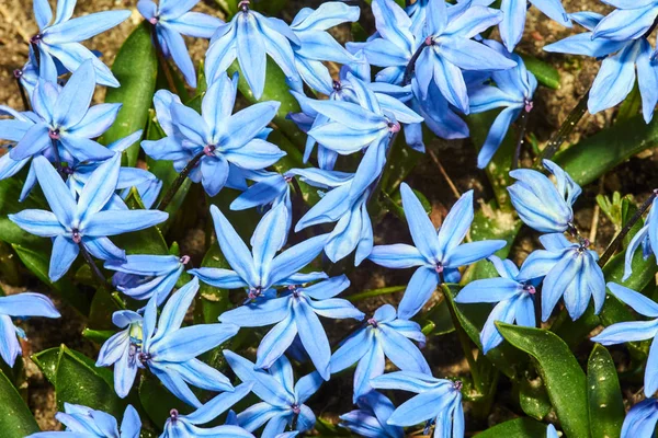 Küçük bahar çiçekleri scilla — Stok fotoğraf