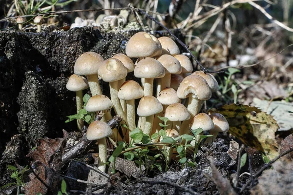 Eetbare schimmels groeien in het gras — Stockfoto