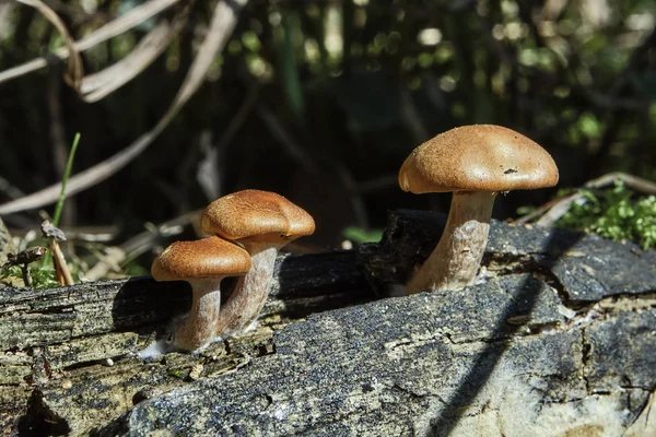 Groep Van Eetbare Schimmel Groeit Het Bos — Stockfoto