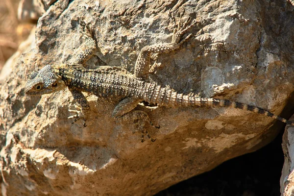 Griechische Eidechse auf einem Felsen — Stockfoto