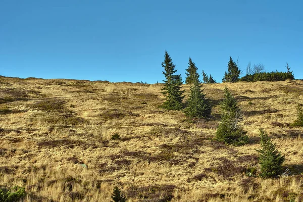 Weide en Berg grenen — Stockfoto