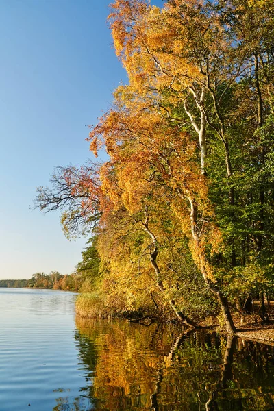 Coloridos Árboles Lago Durante Otoño Pozna — Foto de Stock