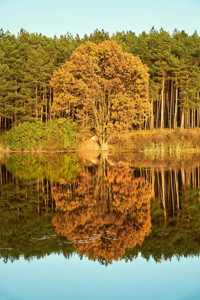 Poznan Sonbahar Sırasında Gölde Renkli Ağaçlar — Stok fotoğraf