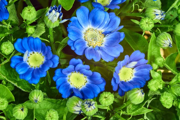 Senecio Fleurs Bleues Décoratives — Photo