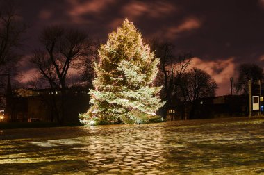 Noel ağacı gece şehir parkında Poznan