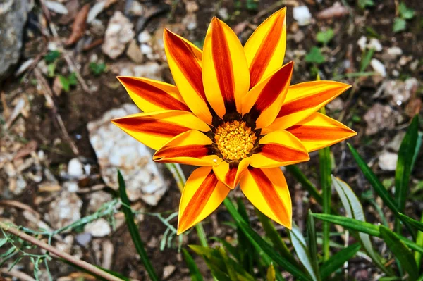 Flor Amarilla Gazania Primavera Francia — Foto de Stock