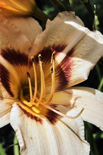 Pistillo Stami Del Fiore Gialli Arancioni Gigli Giardino — Foto Stock