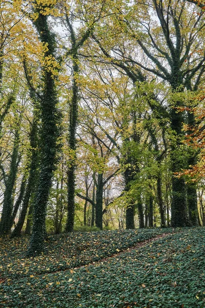 Folhas Outono Coloridas Nas Árvores Parque Polônia — Fotografia de Stock