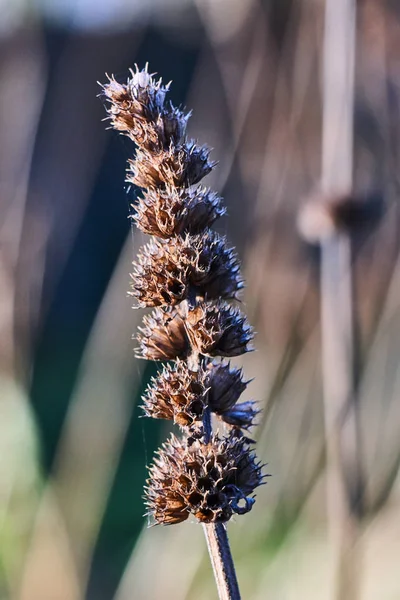 Sonbahar Boyunca Bahçedeki Kuru Thistle Detay — Stok fotoğraf