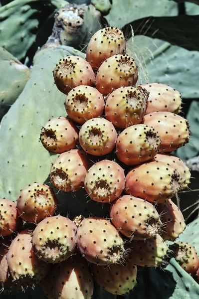 Peddelen Cactus Kos Eiland Griekenland — Stockfoto