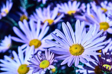 Bahçede bir pembe çiçek çiçek açan krizantem