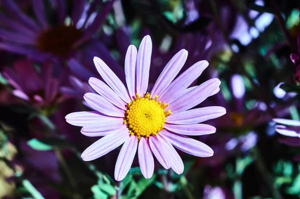 Lyserød Blomst Blomstrende Krysantemum Haven - Stock-foto