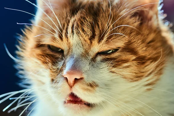 Портрет Червоно Сивий Європейської Кішки — стокове фото