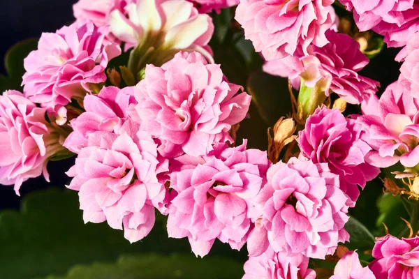 Bellissimo Bouquet Fiori Kalanchoe Rosa — Foto Stock