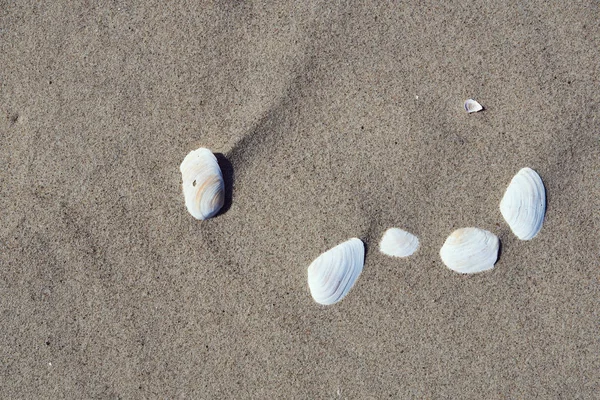バルト海沿岸の砂浜で貝殻 — ストック写真