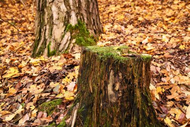 Polonya sırasında sonbahar yaprak döken bir ormandaki yaşlı bir ağaç gövdesi