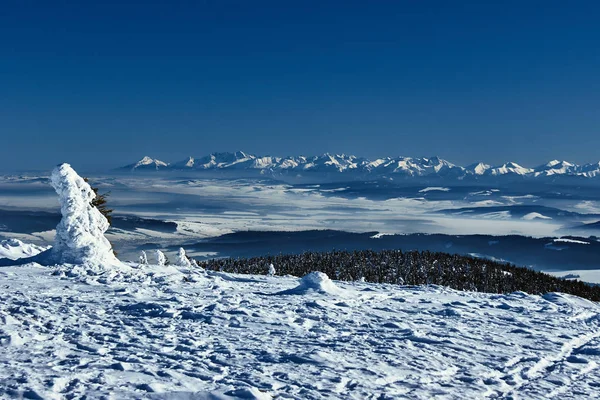 Snön Täckte Granar Bergen Vintern Beskidy Polen — Stockfoto