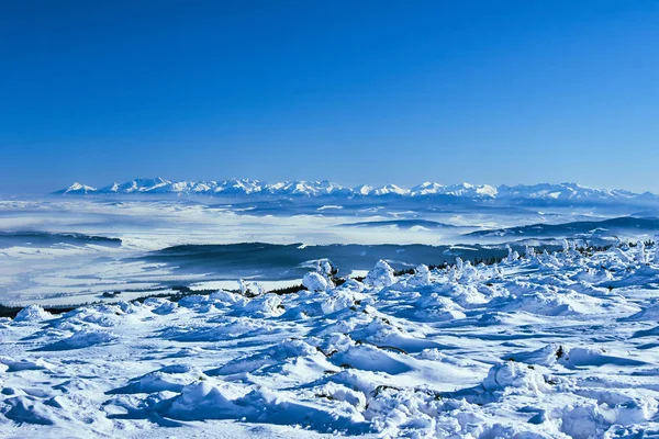 Neve Coberto Abetos Nas Montanhas Inverno Beskidy Polônia — Fotografia de Stock