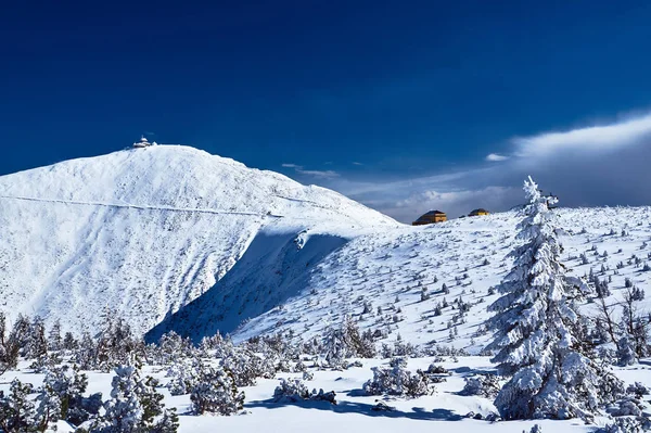 Abeto Cubierto Nieve Durante Invierno Las Montañas Gigantes Polonia — Foto de Stock