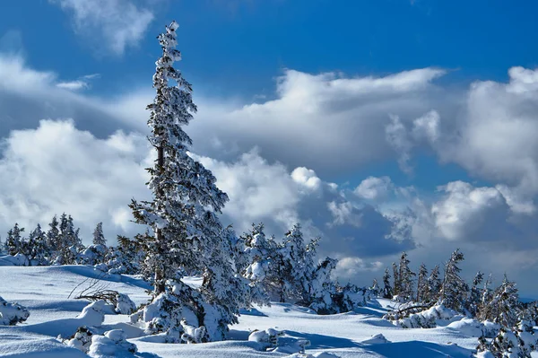 白雪覆盖的云杉树木在冬天在波兰巨人山脉 — 图库照片