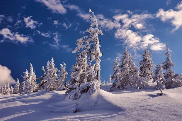 Snötäckta Granar Vintern Giant Mountains Polen — Stockfoto