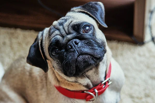 Portrait Young Pug Breed Dog — Stock Photo, Image