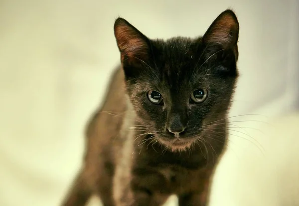 Retrato Jovem Gato Europeu Com Cabelo Preto — Fotografia de Stock