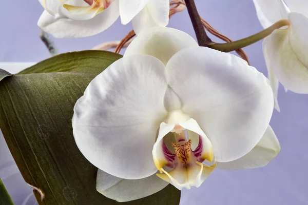 Detalj Vit Orkidé Blomma — Stockfoto