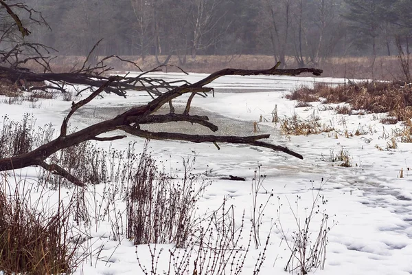 Frozen Pond Forest Winter Poland — Stock Photo, Image