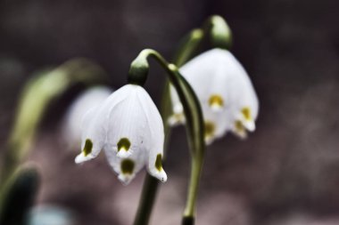 ormanda beyaz çiçek bahar kar tanesi