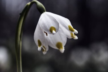ormanda beyaz çiçek bahar kar tanesi