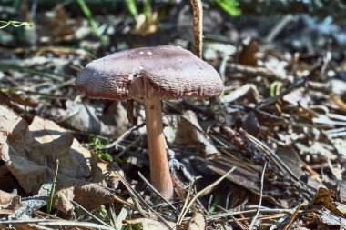 Polonya ormanda büyüyen eski bir lamel mantar