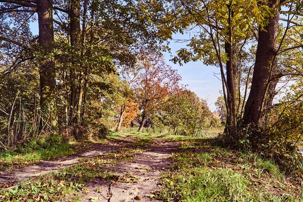 Route Feuilles Automne Colorées Sur Les Arbres Dans Une Forêt — Photo