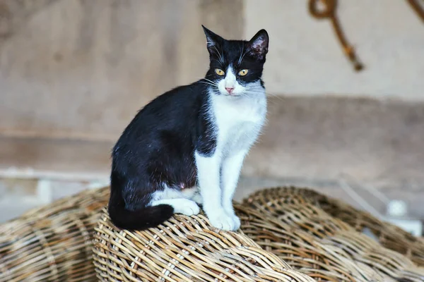 Siyah Beyaz Kedi Korfu Yunan Adası — Stok fotoğraf
