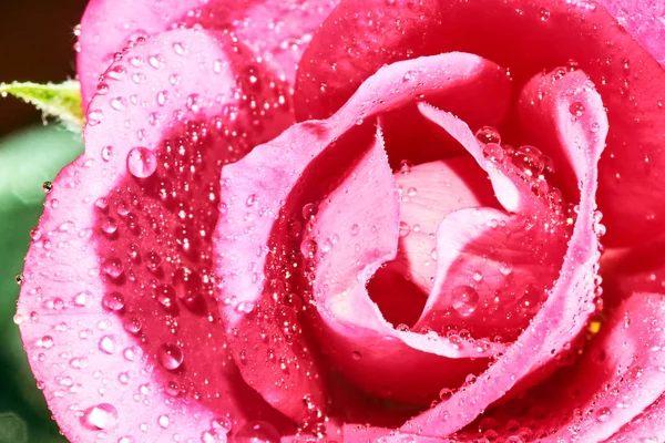 Rosa Rosa Flor Com Gotas Água — Fotografia de Stock
