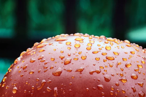 Water Droplets Tomato — Stock Photo, Image