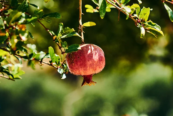 Fruits Grenade Suspendus Sur Une Branche Été Grèce — Photo